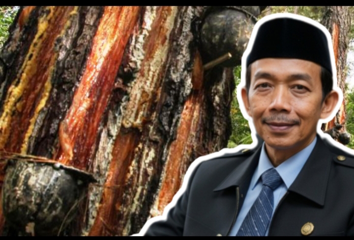 Penyadapan Getah Pinus Ilegal di Gunung Ciremai
