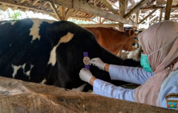 Dispernakan KBB perketat pemeriksa Hewan Qurban 2026
