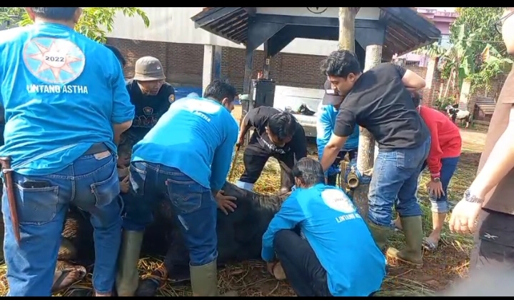 Lintang Ashta Gelar Qurban Idul Adha 144 H di Halaman Masjid