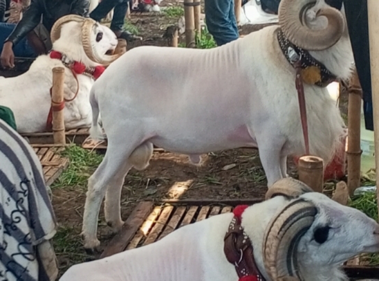 Dispernakan KBB Imbau Warga Pilih Hewan Qurban Berlebel sehat Jelang Idul Adha 1447-H
